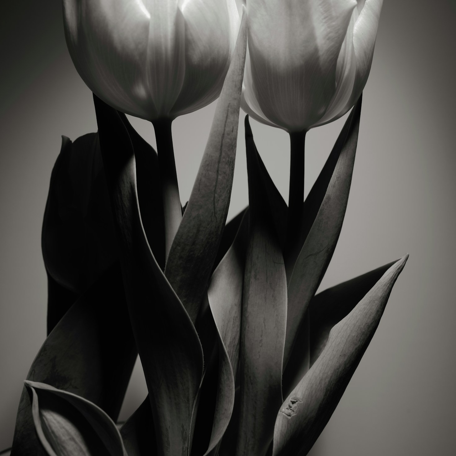 Cultivating Inner Peace Through Minimalism